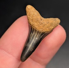 Stunning Deep Blue Extinct Mako Shark Tooth From North Florida Eocene Praecursor