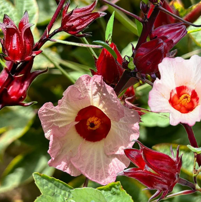 Live Roselle Plant (Hibiscus sabdariffa)  812" Tall  2PPP | eBay