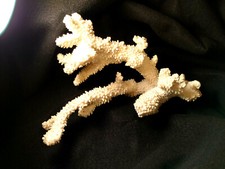  Multi Branch Natural WhiteSea Coral DisplayTable or Aquarium~Circa 