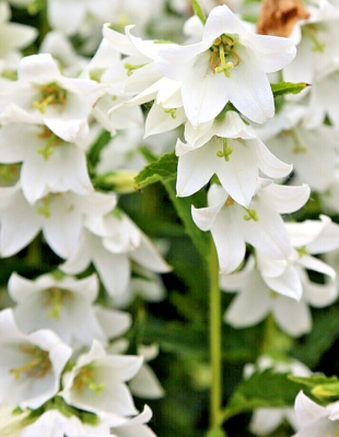 naef（ネフ）社　CAMPANILE white chimney bellflower, 200 seeds, campanula pyramidalis alba, 4