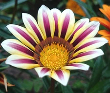 GAZANIA GARDEN LEADER ROSE STRIPED Gazania Rigens - 100 Bulk Seeds