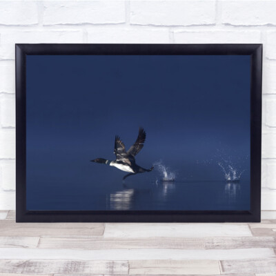 Common Loon Flight Lake Nebel Wasser Start Morgen Cottage Nebel Wandkunstdruck