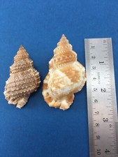 #7 Bursa granularis 54.5-63.6mm Keiso, Natal, South Africa