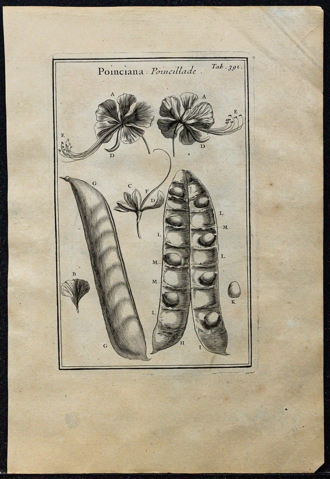 1719 - Poincillade (Pod) - engraving antique Of Botany (Tournefort)