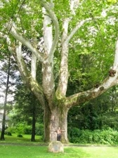 200 seeds of American Sycamore Platanus occidentalis Buttonwood tree