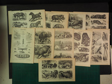 Zoologie querbeet - 10 s/w Bl&auml;tter, einseitiger Druck - ab 1890 bis 1898
