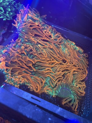 Rainbow Bubble Tip Anenome. Live Coral.  3  to  5 inches. Read Description.