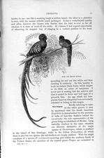 Original Old Antique Print Natural History 1895 Male Female Quezal Trogon Bird