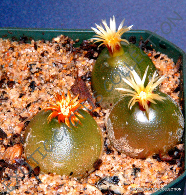 RARE CONOPHYTUM HAMMERI exotic cone cactus living stones mesemb seed - 15  SEEDS | eBay