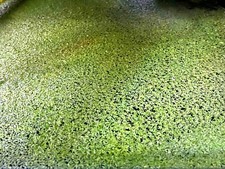  BUY 2 GET 1 FREE 2000 Duckweed Lemna Minor Easy Live Aquarium Floating Plant  