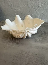 NATURAL REAL GIANT CLAM SHELL. SEA SHELL. LARGE 10x7x3,5"