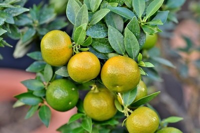 2 x Pampelmuse schnellwüchsige exotische Pflanzen für Haus & Garten