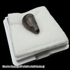 Rare Crocodile Teeth Fossils Wealden Group Sussex UK Cretaceous Crocodyliform