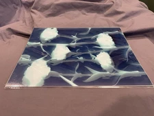 Photographic Lumen Print, Scanned, Printed 8”x10” “Contemporaneous Carnations”