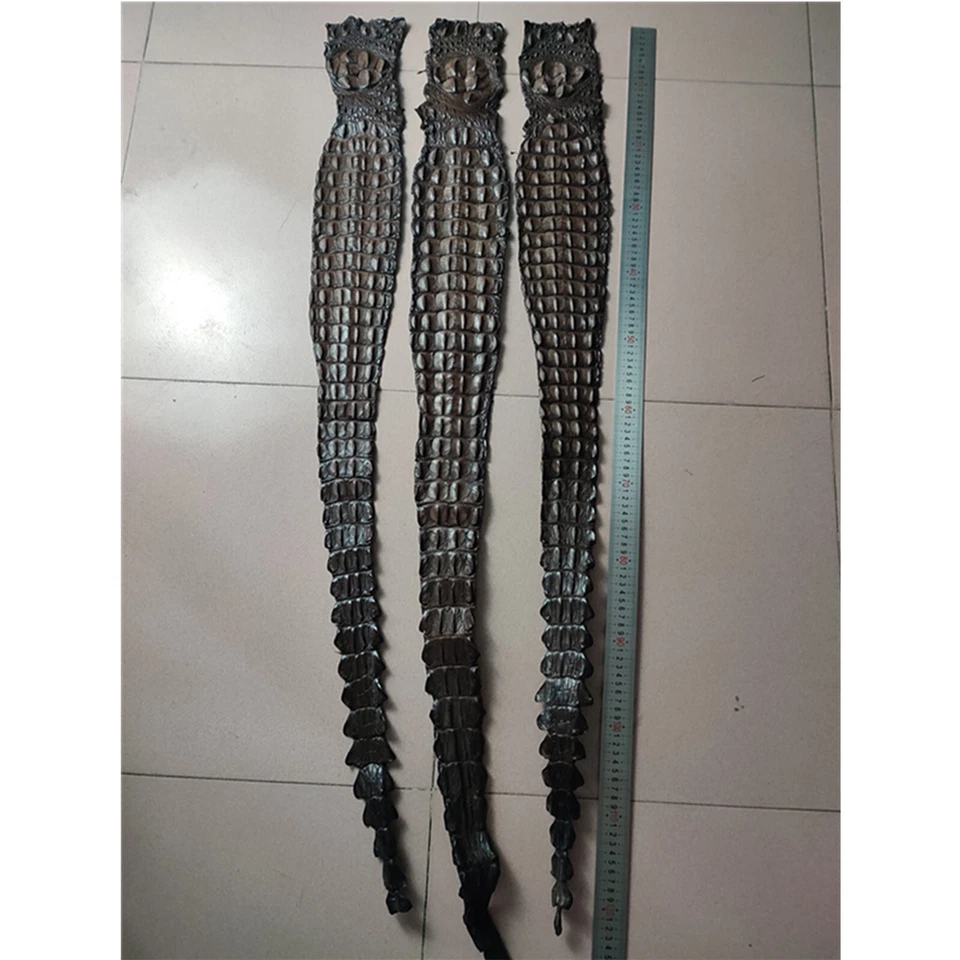 Correa trasera de cuero genuino de piel de cocodrilo marrón 51 x 4,75" Foto 2 de 4