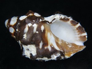 NEOTHAIS INTERMEDIA: THE TRUE HAWAIIAN ENDEMIC SUPER GIANT @ 67.59MM!