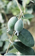 2 PACK PINEAPPLE GUAVA TREE PLANT GREENHOUSE BEST GIFT LIVE PLANT GUARANTEED