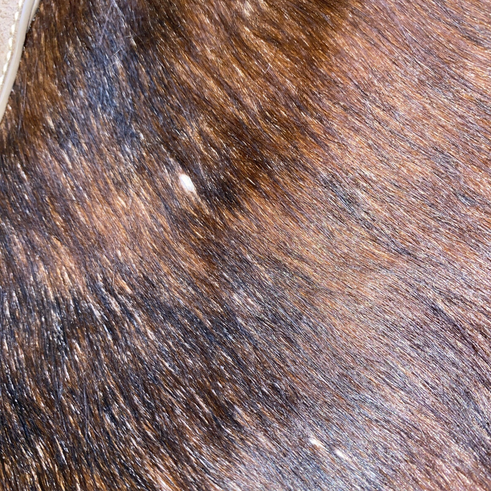 Trinity Ranch Concealed Carry Leather Cowhide Boh… - image 11