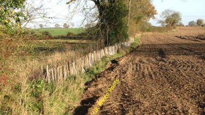 Foto 6x4 A neue Hecke Rockland St Mary Die Setzlinge sind noch geschützt b c2015