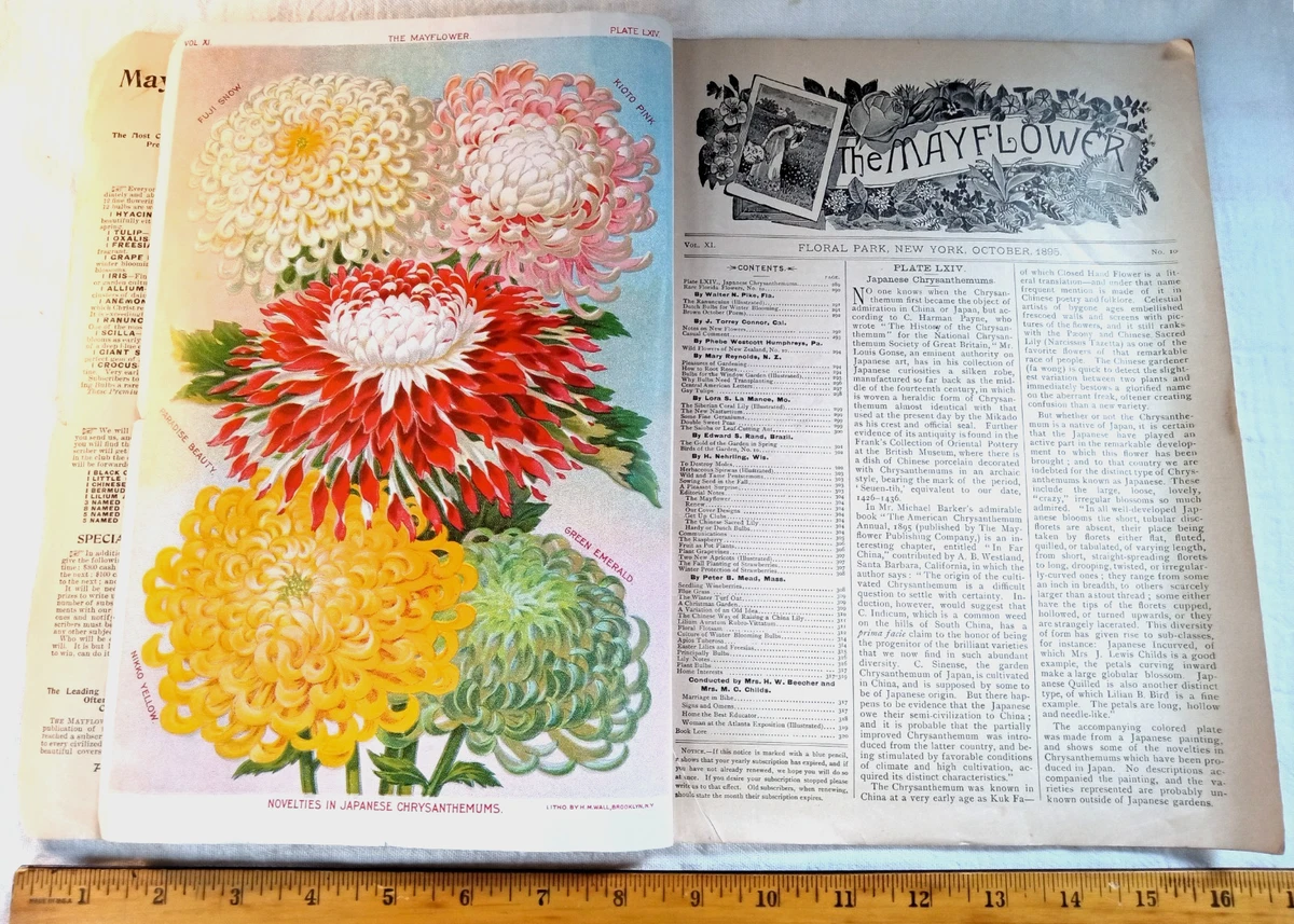 Illustrated Original Antiquarian & Collectible Books in Japanese