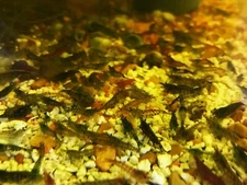 50 Wildtype Neocaridina - Live Shrimp - Feeders Cleaners or Pets
