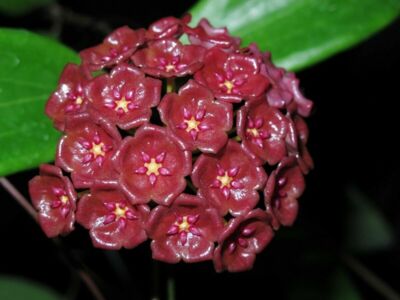  Hoya Siariae Red Size 15''-18'' Random+Phytosanitary Certificate  