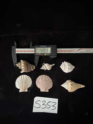 Cedar Key Seashell Collection, Scallop, Murex, Melongena Corona Etc. (S353)