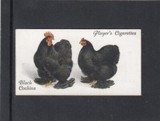 1931 John Player & Sons  POULTRY - Black Cochins #7