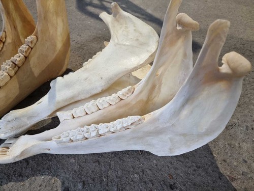 Unterkiefer Knochen Kuh Damwild Reh Rothirsch Wildschwein Kiefer zum Basteln - 第 27/29 張圖片