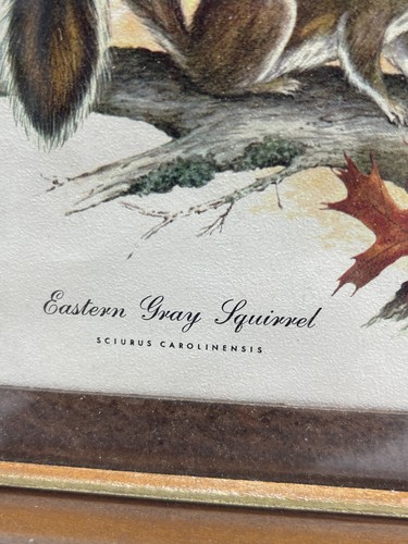 J. Loch Hart? The Eastern Gray Squirrel Family Signed Framed Print - Picture 2 of 5