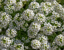 1000+ Sweet Alyssum Seeds **Fresh Seeds** ~~Free Shipping~~