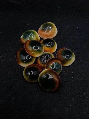 10 x green operculum cats eyes Shiva Collectable sea shell