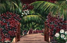 Bougainvillea Vine Florida Postcard PM Clearwater FL Cancel WOB Note VTG Vintage