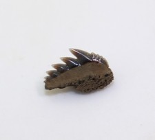 Hai-Zahn, Notorynchus cepedianus, Tertiär, Mio/Pliozän, Antwerpen, Belgien -N111