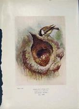 Original Old Antique Print Great Tit Bird Egg Colour Fine Art