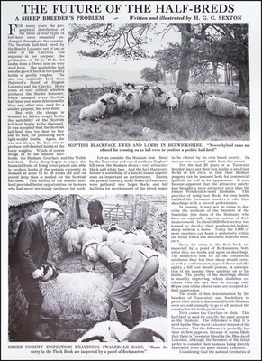 THE FUTURE OF THE HALF-BREDS : A SHEEP BREEDER'S PROBLEM. BY H.G.C. SEXTON. SEVE
