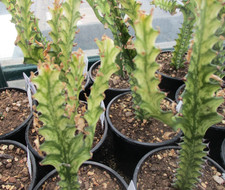 EUPHORBIA TRIGONA 'VARIEGATA' - lovely colouring