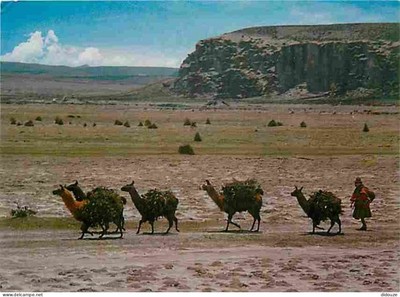 Postcard - Peru - Recua de Liamas in Altiplano - Troop of Lamas on the Ha
