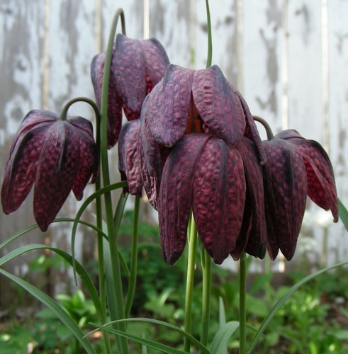 Fritillaria Meleagris : 100 Seeds (2022) : Checkered Lily : White, Purple, Brown - Picture 9 of 12