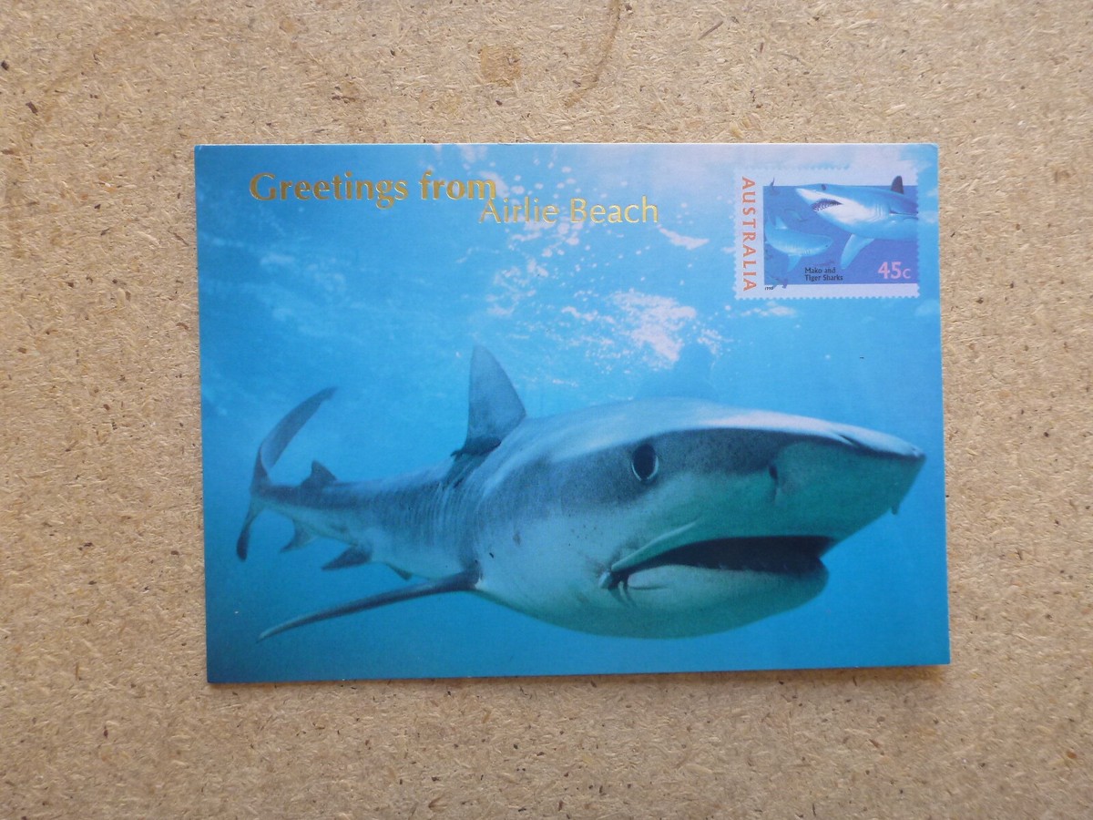 retro greetings from airlie beach maxicard- tiger shark