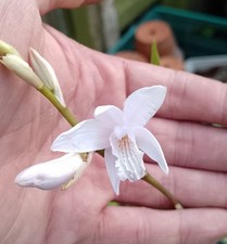 Bletilla Striata Alba Chinese Ground Orchid Hardy Garden Patio Orchid Large FS