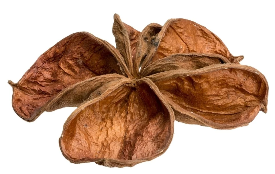 NaDeco Landlotus ca. 5-10cm | Sterculia urens | Landlotos Blüten | Deko Schote