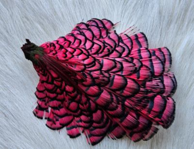 Lady Amherst Cape.  Color; Red