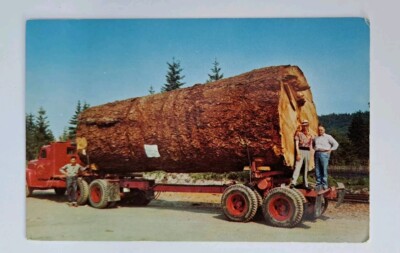 Postcard Giant Fir Log from the Forest of Oregon USA Unposted