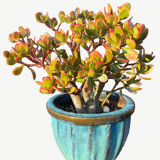 Crassula Ovata 'Sunset' - 12cm Pot Jade Money Tree - Eye-Catching Houseplant