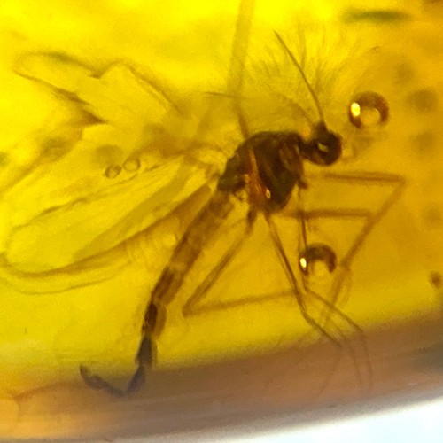 Baltic Amber Fly and Gnat Inclusions with 4x Magnifying Case includes COA