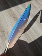 31 cm blaue 💙 Vogelfeder Papageienfeder Feder Schreibfeder Rechtshänder Makel