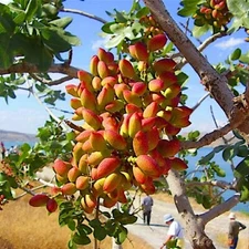 Pistachio Nut Tree Seeds (Pistacia vera) Hardy-Zone 7 Edible Garden Plant