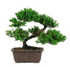 Juniper Bonsai Tree   GREAT GIFT ! 