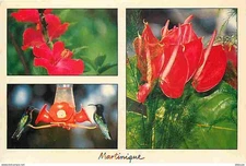 Martinique - Hibiscus and Hummingbird - Flowers - Birds - CPM - See Recto-Worm Scans